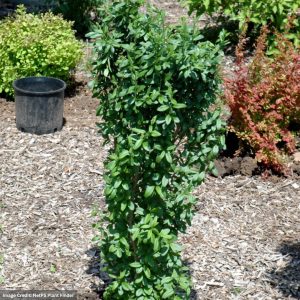 Privet – California – #7 Container