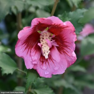 Rose Of Sharon – Red Pillar® – #3 Container