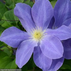 Clematis - Boulevard® Diana's Delight - #1 Container