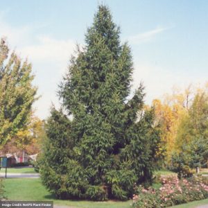 Norway Spruce – 5-6ft – B&B
