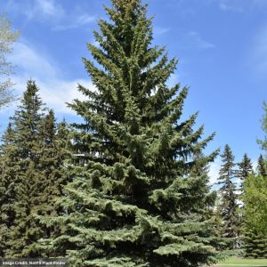 Blue Spruce – Colorado – 5-6ft – B&B