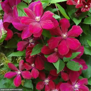 Clematis – Rouge Cardinal – #1 Container