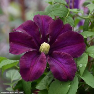 Clematis – Warsaw Nike – #1 Container