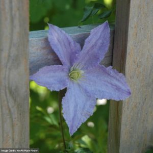 Clematis – Blue Angel – #1 Container
