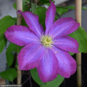 Clematis – Pink Champagne – #1 Container