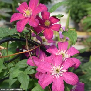 Clematis – Barbara Harrington – #1 Container