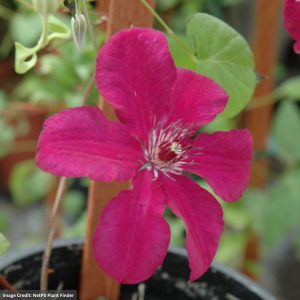 Clematis – Kardinal Wyszynski – #1 Container