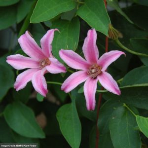 Clematis – Duchess Of Albany – #1 Container