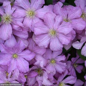 Clematis – Comtesse De Bouchaud – #1 Container