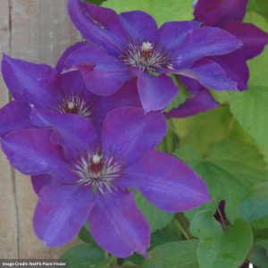Clematis – The President – #1 Container