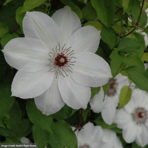 Clematis – Henryi – #1 Container