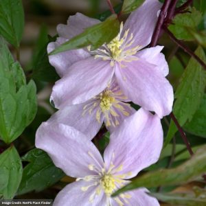 Clematis (Montana Rubens) – Pink Anemone – #1 Container