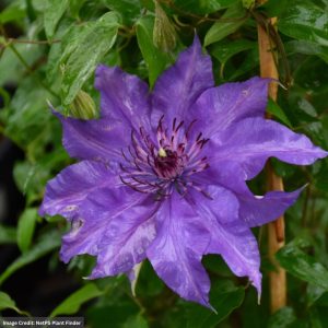 Clematis – Edda – #1 Container