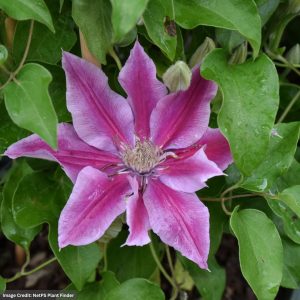 Clematis – Boulevard® Poseidon™ – #1 Container