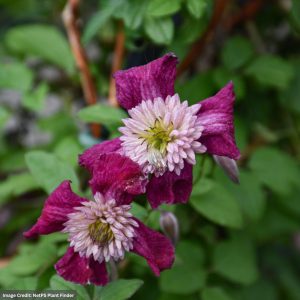 Clematis – Avante Garde – #1 Container