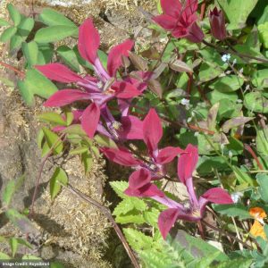 Clematis – Gravetye Beauty – #1 Container