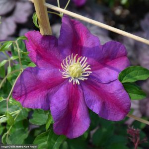 Clematis – Sunset – #1 Container