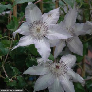 Clematis – Claire De Lune – #1 Container