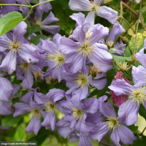 Clematis – Prince Charles – #1 Container