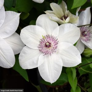 Clematis – Miss Bateman – #1 Container