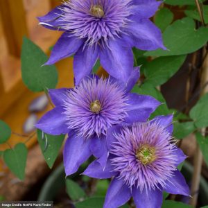Clematis – Multi Blue – #1 Container