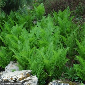 Ostrich Fern (Matteuccia Struthiopteris) - #1 Container