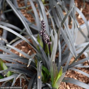 Mondo Grass (Ophiopogon) - Ebony Knight - 3.5" Container