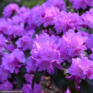 Rhododendron – P.J.M. Elite – 18-24″ – #5 Container