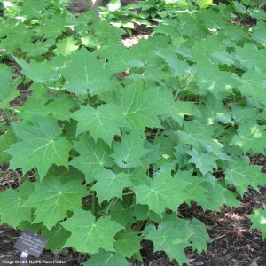 Yellow Wax Bell (Kirengeshoma Palmata) - #1 Container