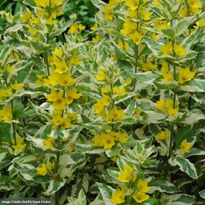 Loosestrife (Lysimachia) - Alexander - #1 Container