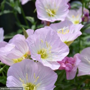 Mexican Evening Primrose (Oenothera berlandieri) - Siskiyou - #1 Container