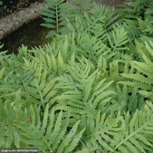 Sensitive Fern (Onoclea Sensibilis) - #1 Container