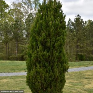 Juniper – Spartan – 3-4ft – #7 Container