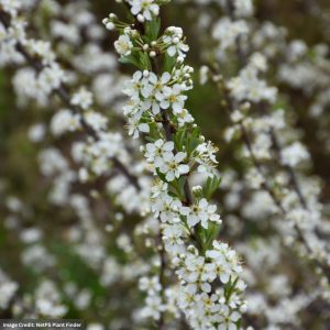 Sandcherry - 24-30" - #7 Container