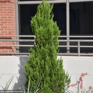 Juniper - Emerald Feather - 7ft - B&B