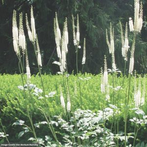 Actaea - Racemosa Cordifolia - #1 Container