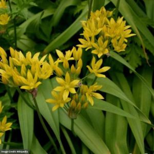 Allium - Jeannine - #1 Container
