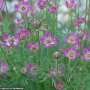Anemone (Cut-leaved Windflower) - Annabella Deep Pink - 2 Qt Container