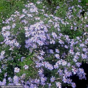 Wood Aster (cordifolius) - Avondale - #1 container