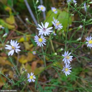 Aster (symphyotrichum oolentangiens) - Sky Blue - #1 Container