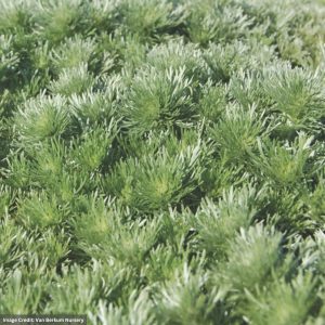 Silver Mound (Artemisia Nana) - #1 Container