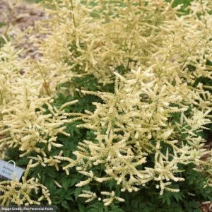 Goatsbeard (Aruncus) - Goatee - #1 Container