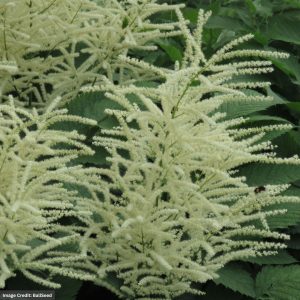 Goatsbeard (Aruncus) - Guinea Fowl - #1 Container