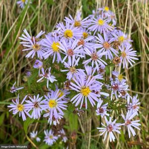 New York Aster (Novi-Belgii) - 1 Qt Container