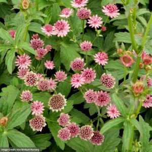Masterwort (Astrantia) - Roma - #1 Container