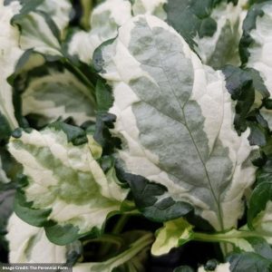 Bugleweed (Ajuga) - Princess Leia - 1 Qt Container