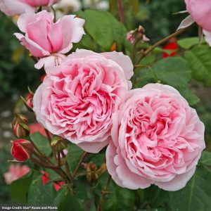Climbing Rose – Kiss Me Kate™ Arborose® – #2 Container