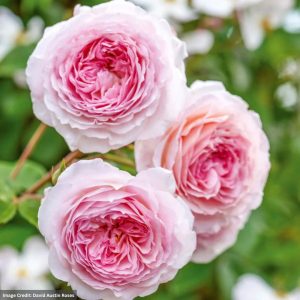 David Austin Rose – James Galway – #3 Container