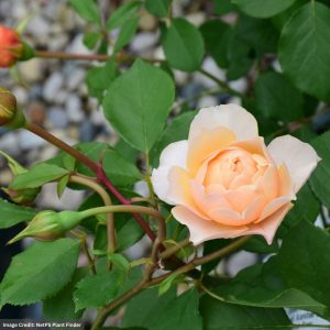 David Austin Rose – Roald Dahl – #3 Container