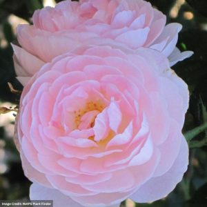 David Austin Rose – Scepter’d Isle – #3 Container